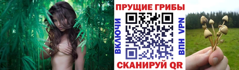 Псилоцибиновые грибы мицелий  Саров 